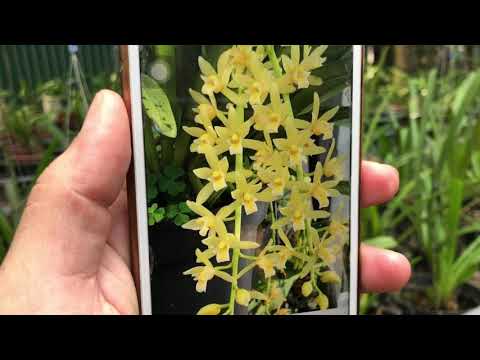 Video Xuất Kiếm VCB, TN, VTQ, Địa Lan Tứ Thời, Đại Hoàng CS,... - youtube