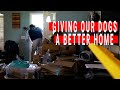 Giving our Dogs a Better Home | St. Pete, FL