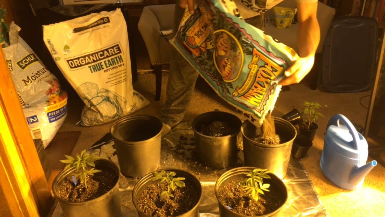 Transpanting ethos genetics grandpas stash & skunk hero