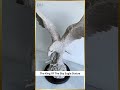 The King Of The Sky Eagle Statue sd