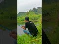 tidak disangka spot ini banyak banget ikan sepat saat bang didi mancing
