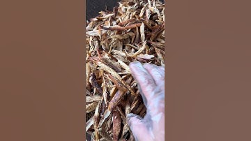 Món cá khô giã ớt Tây Bắc siêu hao cơm! #taybac #amthuctaybac