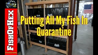 Why Are All My Fish In Quarantine?