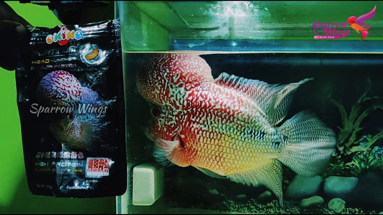 Impt.Flowerhorn