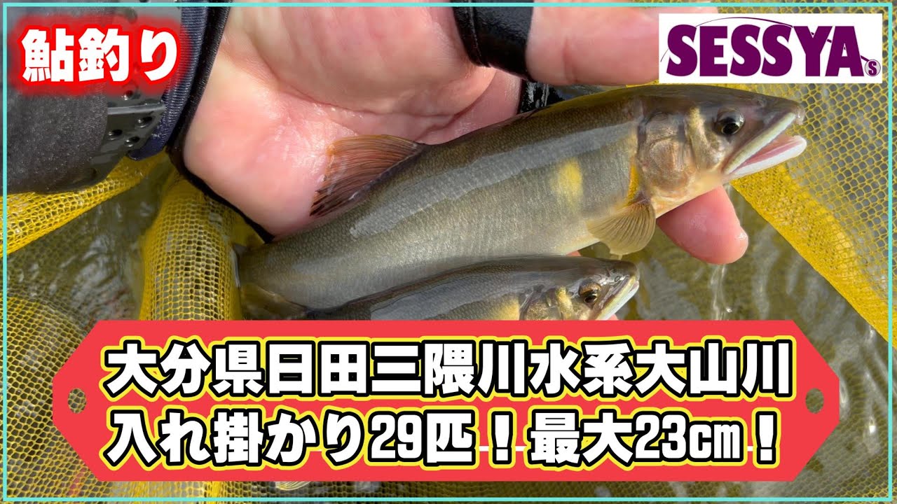 【鮎釣り】大分県日田三隈川水系大山川　入れ掛かり29匹！最大23cm！
