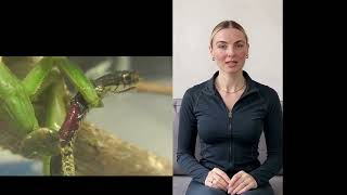 Can praying mantises eat snakes?