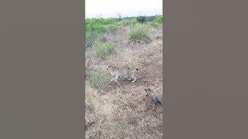 Baby Warthog Decides to Bully 3 Cheetahs