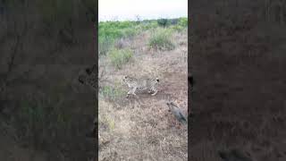 Baby Warthog Decides to Bully 3 Cheetahs