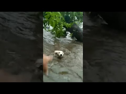Video: Pet Scoop: cilvēks un suns, kas izglābts no nikns plūdiem, kaķēns izdzīvo nedēļu dzinējā