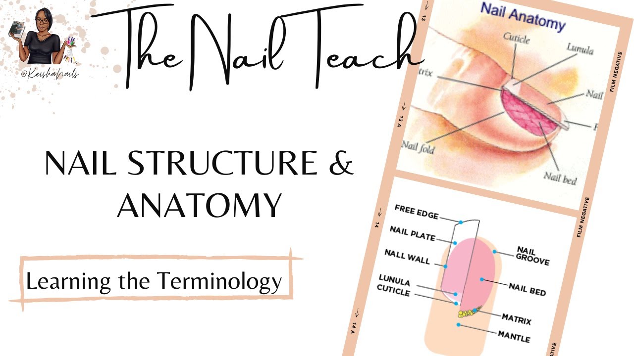 950 3355 3476 Theory Nail anatomy Hindi By Reeta prajapati, Training  Officer NSTI, Rajpura - YouTube