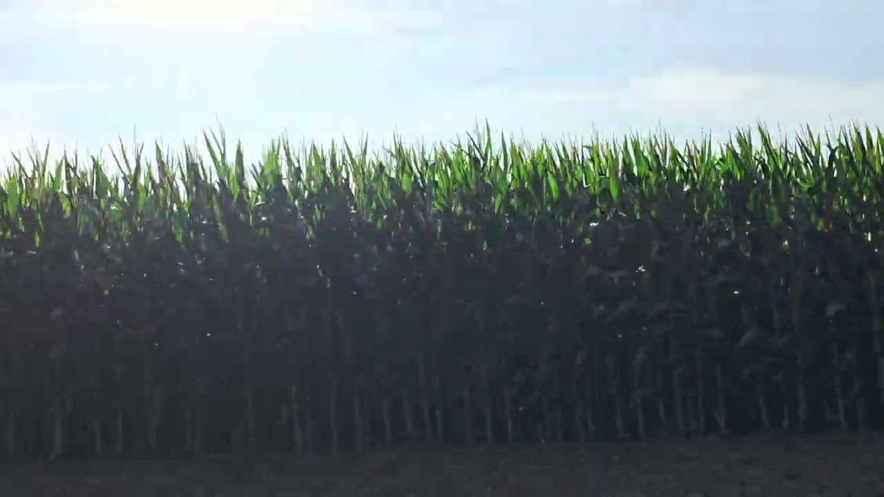 Cape Girardeau, MO - The corn here is already 6 feet high by the 4th of July!