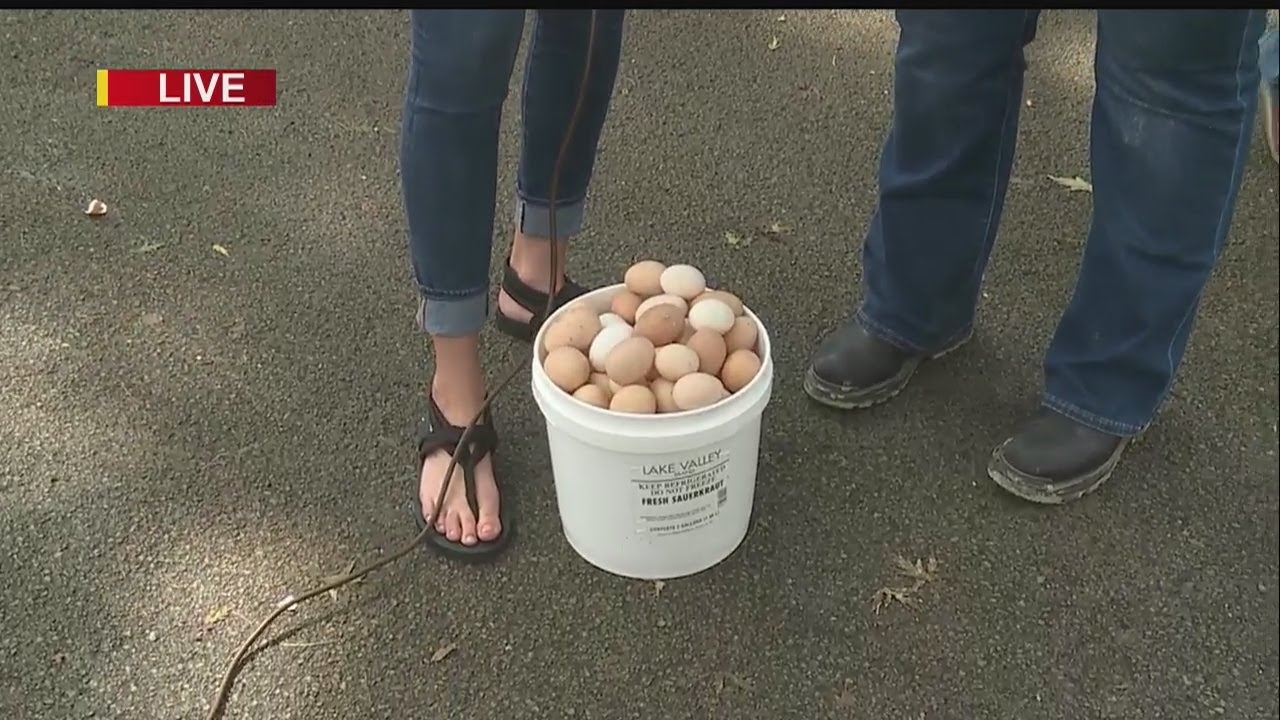 What happens to the eggs at the Canfield Fair? YouTube