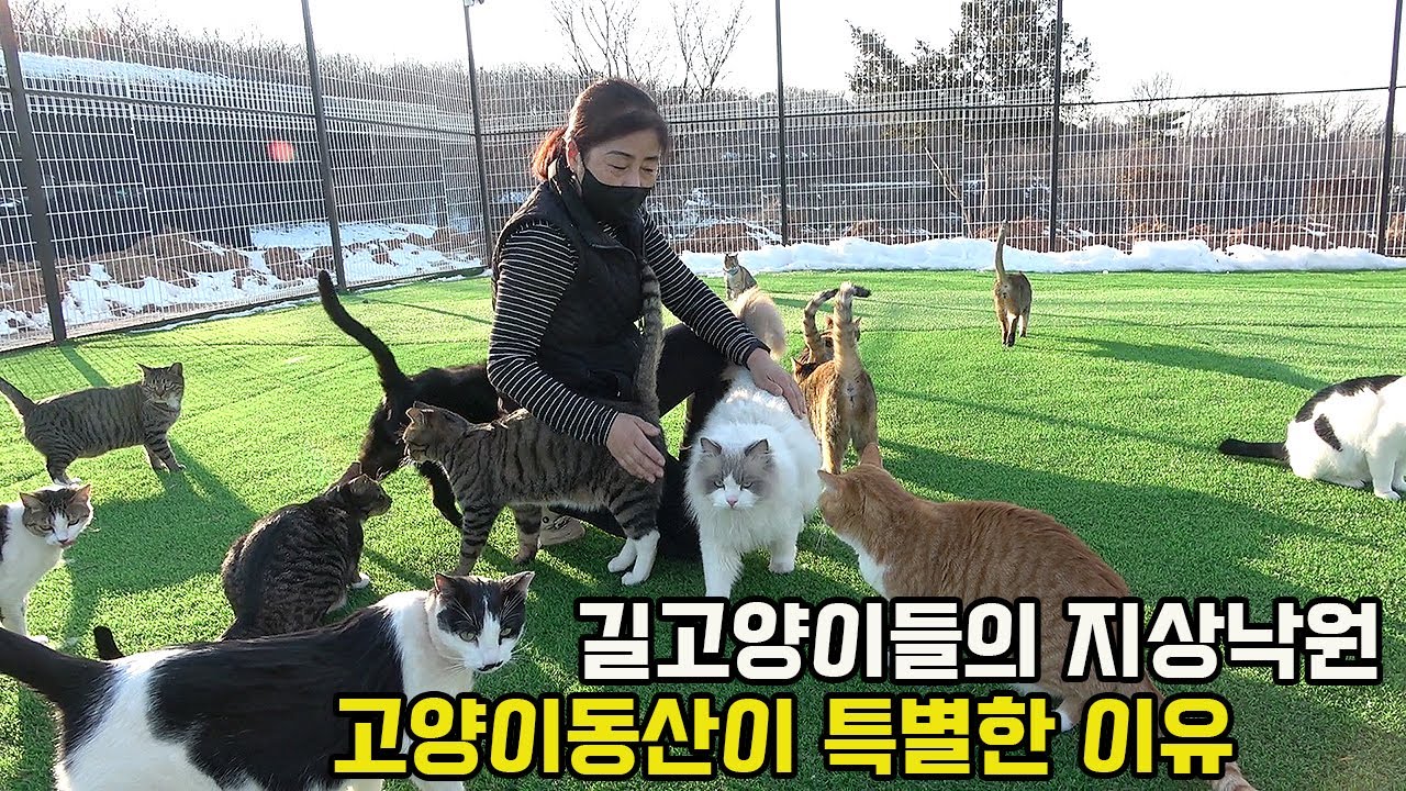 노래방 사장이 구조한 70마리 길고양이 위해 빚내서 대형 고양이 카페까지 차린 사연