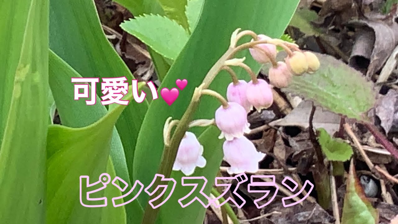 排気筒 に追加分 ドイツ すずらん ピンク花1個 パンプキン様専用 花鉢 花苗 B99d70ff 商品を販売 Pn Batam Go Id