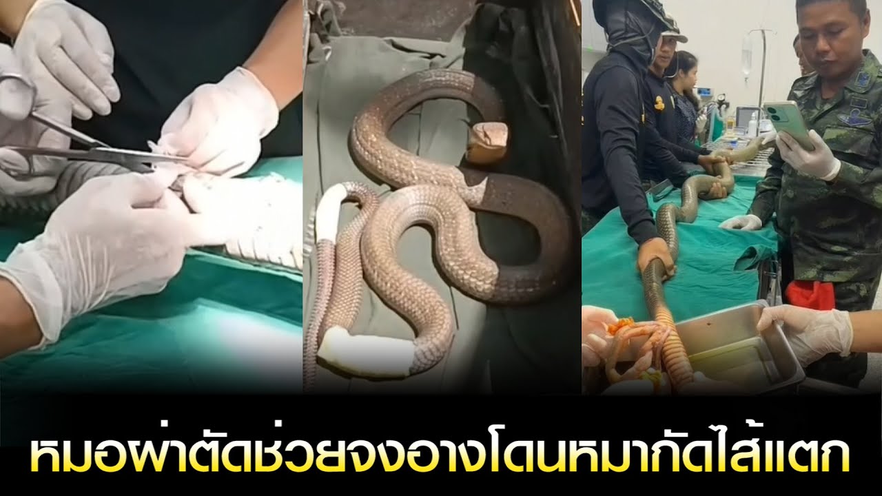 'เจ้าบุญรอด' หมอผ่าตัดช่วยจงอางโดนหมากัดไส้แตก