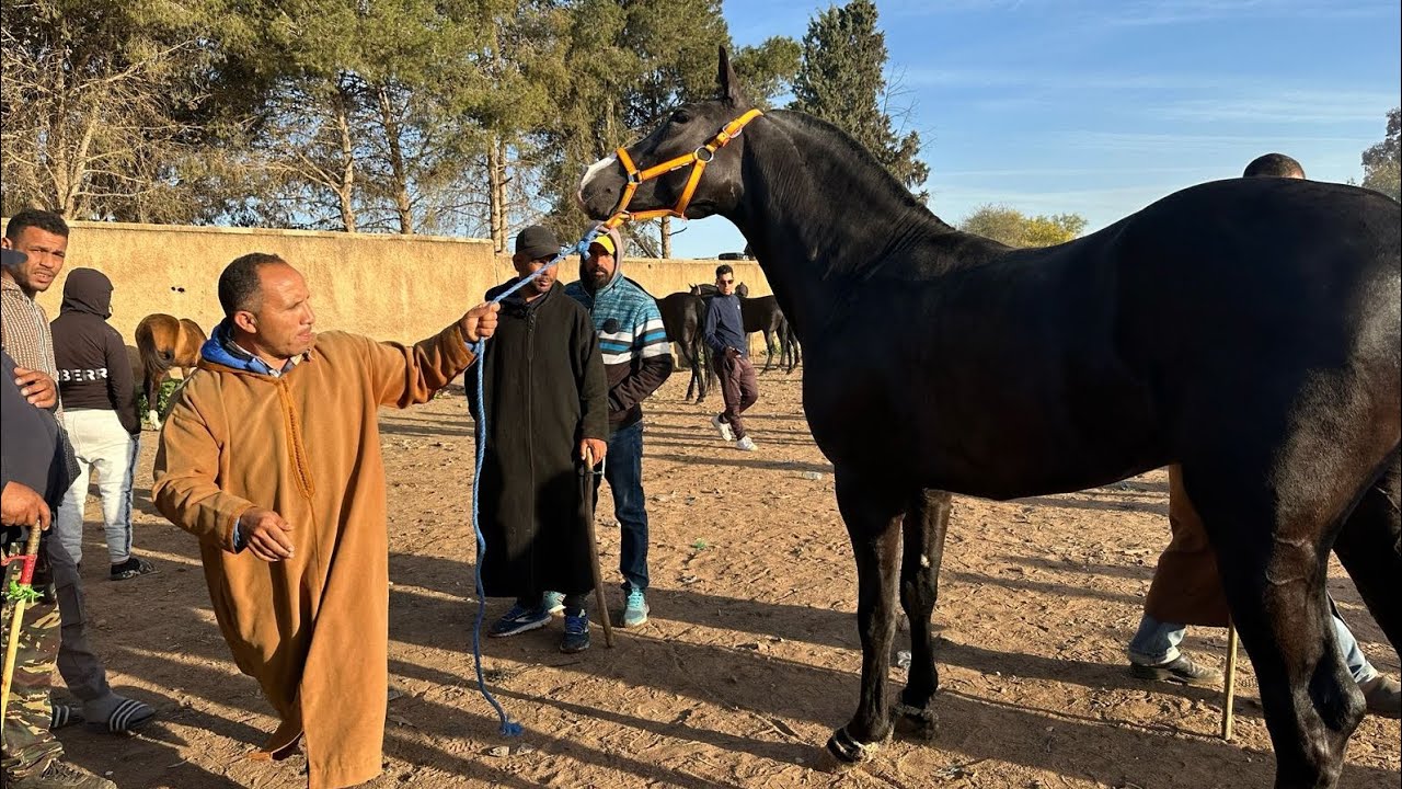 مبلبلة مع خوكم طيكطوك كاين ميتشاف داخل خيل مليحة و شاري قليل