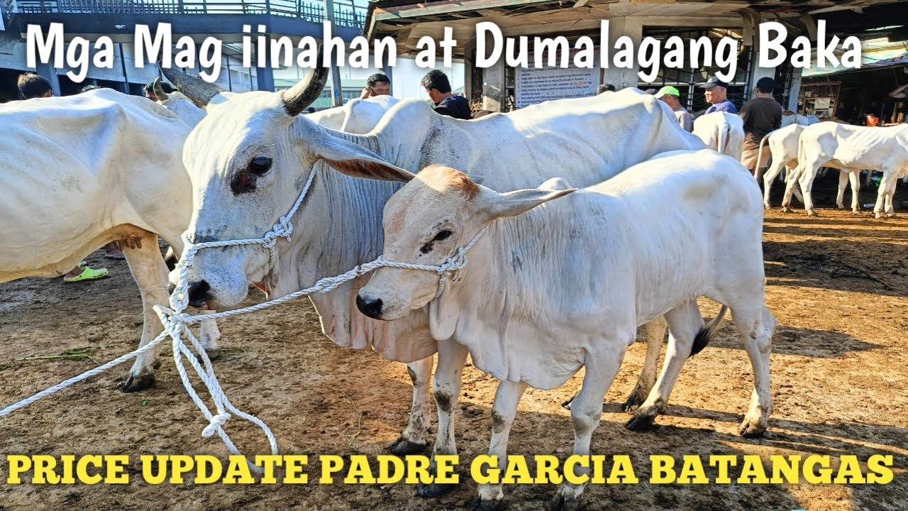Price Update ng Mga Inahin,Dumalaga at Mag iinahang Baka.. - YouTube