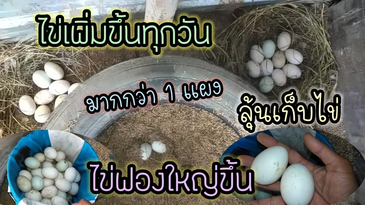 มือใหม่หัดเลี้ยงเป็ดep.70 เลี้ยงเป็ดไข่ ลุ้นเก็บไข่ทุกๆวัน ไข่เพิ่มขึ้นเรื่อยๆไข่ฟองใหญ่มากกว่า 1แผง