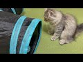 初めてトンネルを見た子猫の反応がこちらです-CatVlog 16