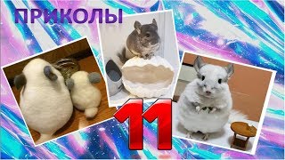 Лучшие приколы про ШИНШИЛЛ! Смешные ШИНШИЛЛЫ! Funny chinchillas❤#11 Лучшие приколы про ШИНШИЛЛ! Смешные ШИНШИЛЛЫ! Funny chinchillas❤#11