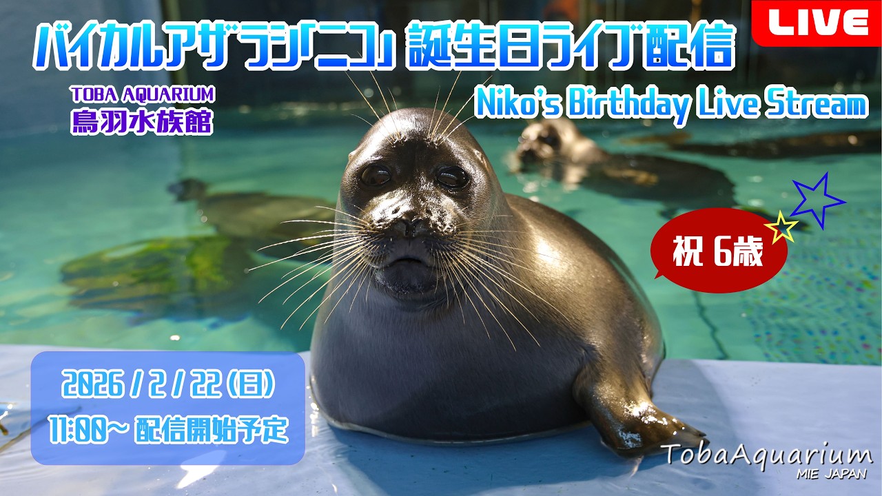 《鳥羽水族館》バイカルアザラシ「ニコ」㊗6歳！誕生日ライブ配信