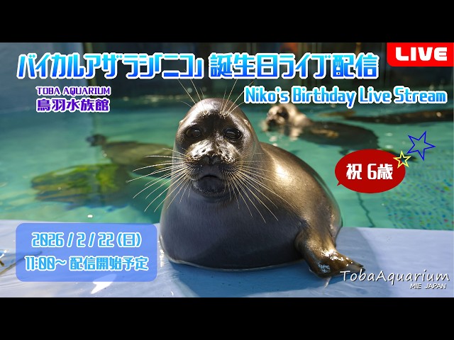 鳥羽水族館》バイカルアザラシ「ニコ」㊗6歳！誕生日ライブ配信 - YouTube