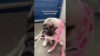 Things that really UPSET my PUG this week 😔💔 #pug #dog #shorts