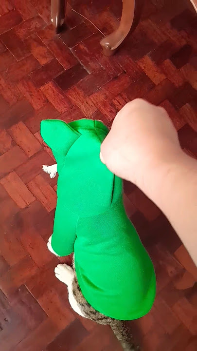 Not Cute Anymore 😊 #cat #shorts #catshorts #cute