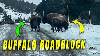 Buffalo Encounter Blocks Road in Yellowstone National Park