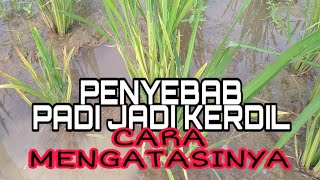 Solution To Dwarf Rice Due To Pestsdiseases