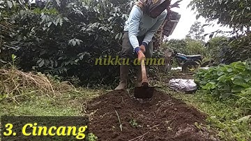 Cara Menanam (Penanaman) JAHE MERAH Dengan Baik || Agar Hasil Melimpah || Parhuta huta