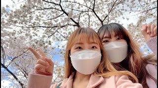 Eng 언니랑 벚꽃 보러 갈래? 커플 브이로그 동성커플