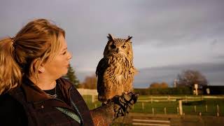 Leeds Castle Falconry