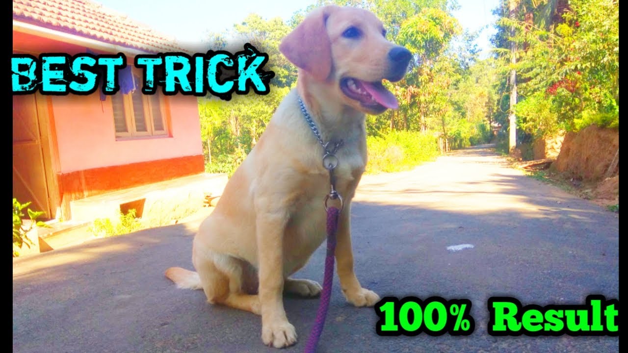 How to increase Dog Head Size BEST way to increase your Dog head size 100 Result YouTube