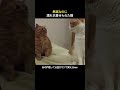 無実なのに濡れ衣着せられた猫