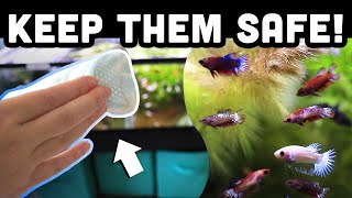 SAFEST way to change water for BABY BETTAS