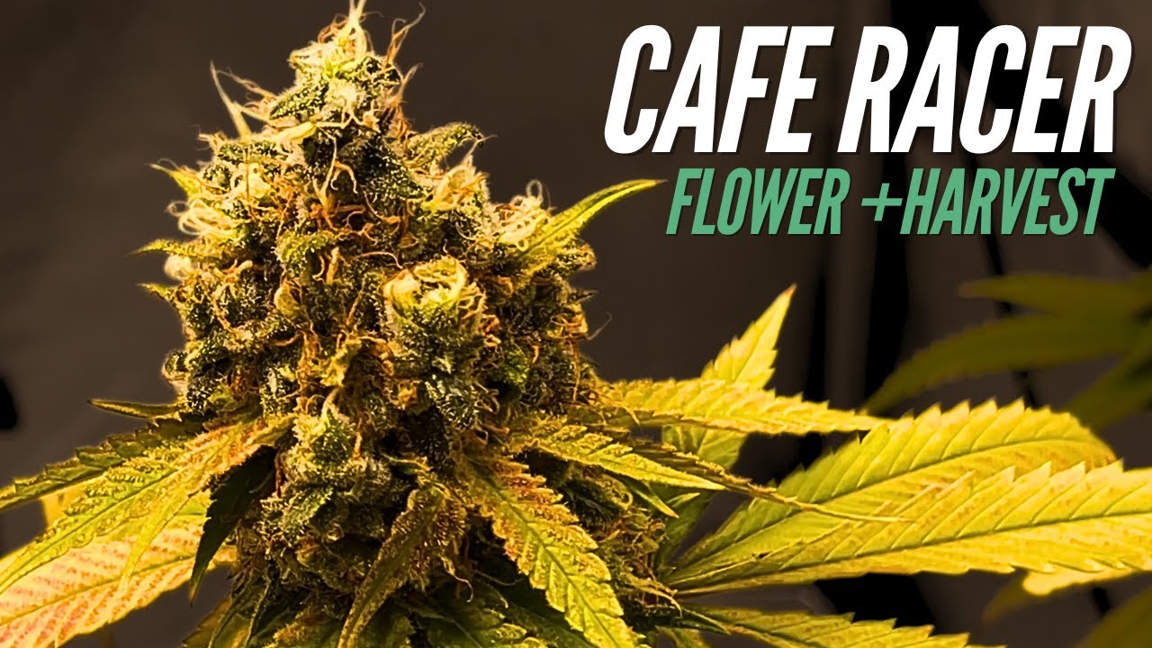 Cafe Racer Seed to Harvest | Growing in 1 Gallon Pots | Flower Phase & Harvest