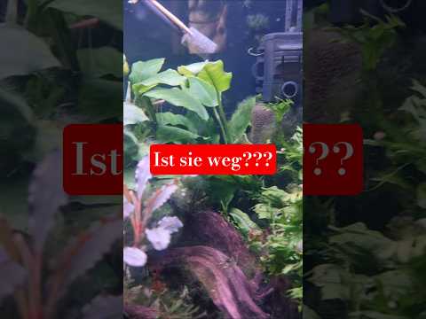 Ist sie weg Cladophora #aquarium