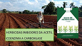 Quais são os mecanismos de ação dos herbicidas?