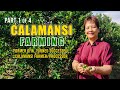 Calamansi farming  former ofw turned successful calamansi farmerprocessor w 3k start up capital