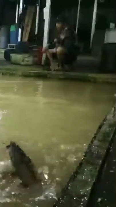 meme viral # lele induk 14 kg menari di atas air # mancing mania # galatama