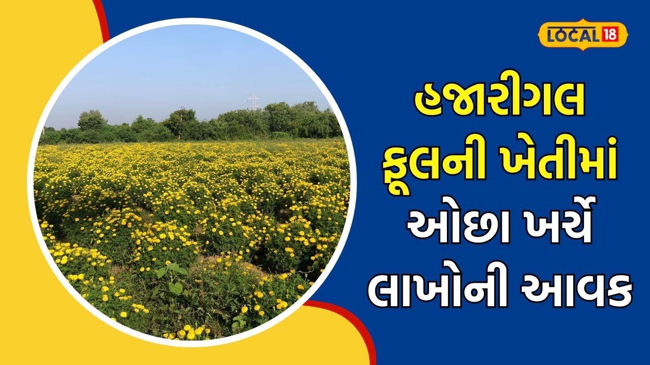 Flower Farming | માત્ર એક વીઘામાં વાવો આ ફૂલ, કનુભાઈની જેમ થઈ જશો લખપતિ | #local18
