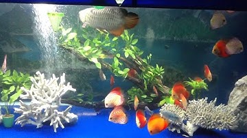 Cá dĩa nuôi chung cá rồng