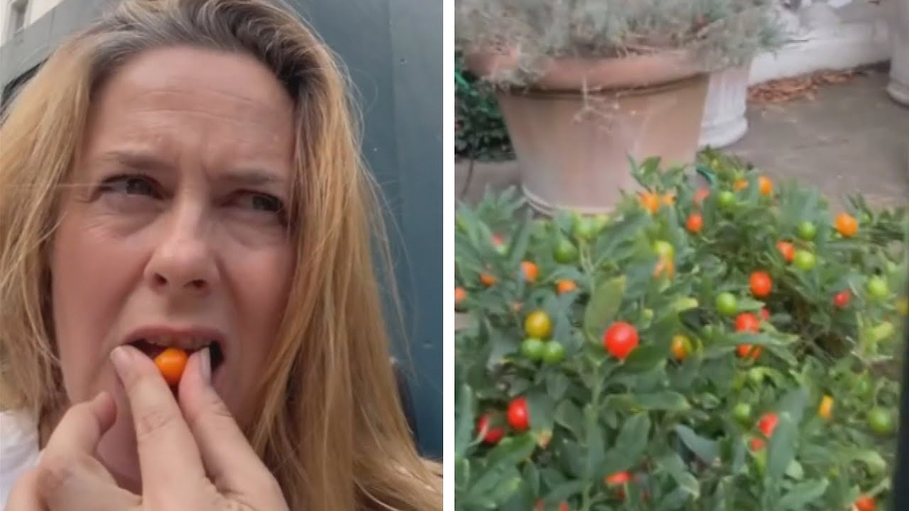 Alicia Silverstone Appears to Eat Poisonous Fruit in Garden
