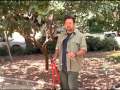 How to Prune a Guava Tree Pt. 2