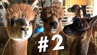 #2 ~ Top 10 Reasons Why I Chose Alpacas