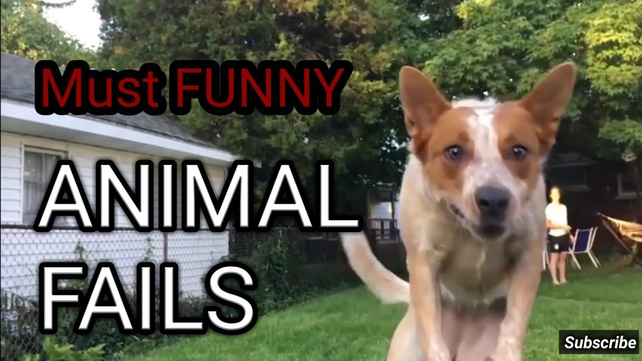 Epic animal fails compilation that make you can not stop laughing YouTube
