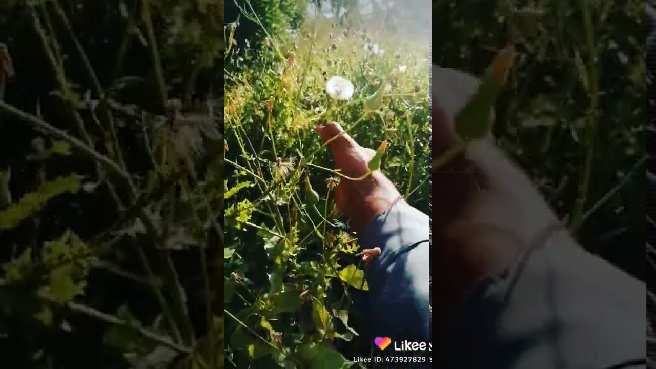 kill flower... YouTube