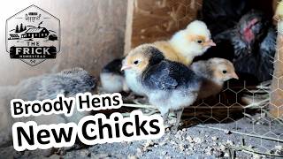 Will Broody Hens Accept New Chicks 🐔🐥