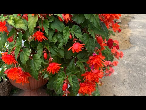 🌺🌺🌺How to grow beautiful Begonias?🤔